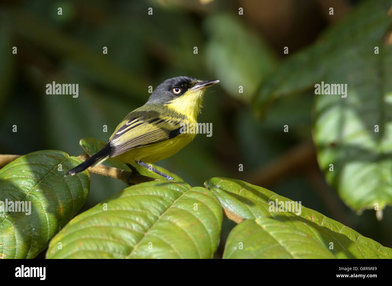 Comune di Tody flycatcher (Todirostrum cinereum), Horquetas vicino al Fiume Sarapiqui, Costa Rica Foto Stock