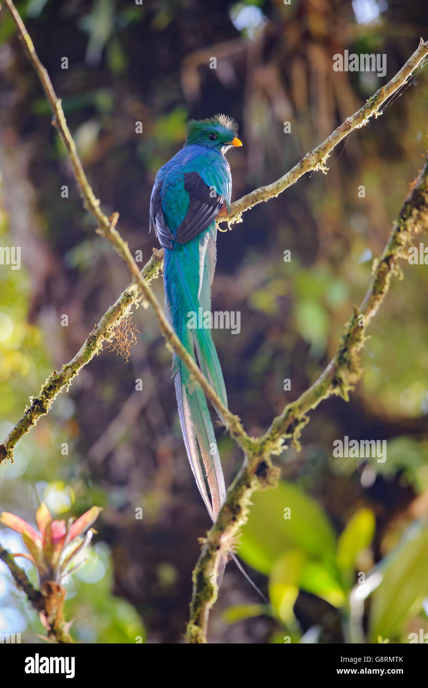 Risplendente Quetzal (Pharomachrus mocinno), Las Tablas zona protetta, Costa Rica Foto Stock