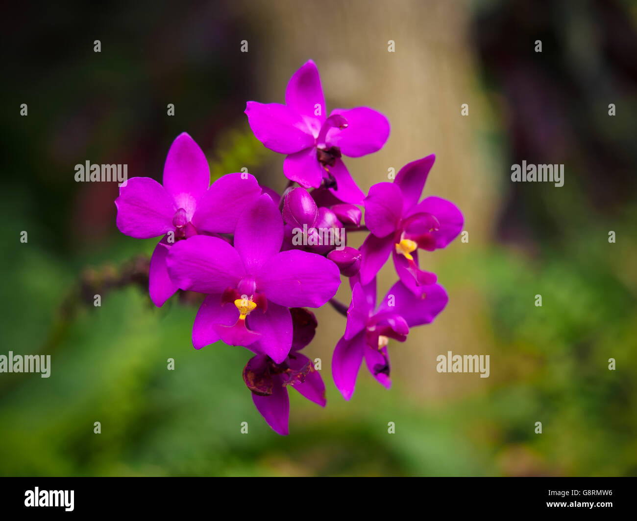 Violetta Spathoglottis plicata orchid in un giardino, Singapore Foto Stock