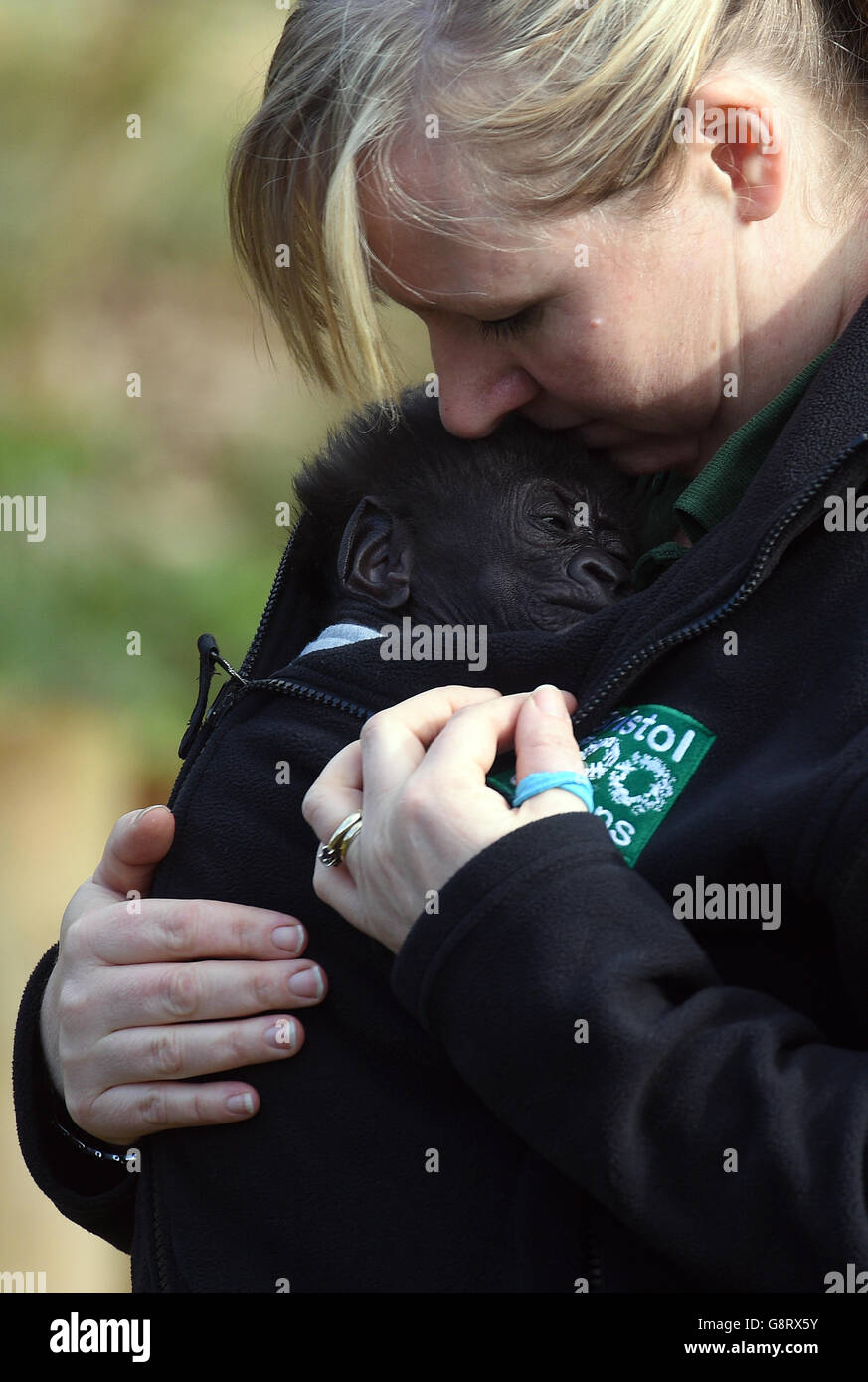 Il gorilla Afia, bambino di sette settimane dello zoo di Bristol, nato dalla sezione cesarean di emergenza, emerge per la prima volta all'esterno in un'imbragatura indossata dal suo guardiano Lynsey Bugg, assistente curatore dei mammiferi. Foto Stock