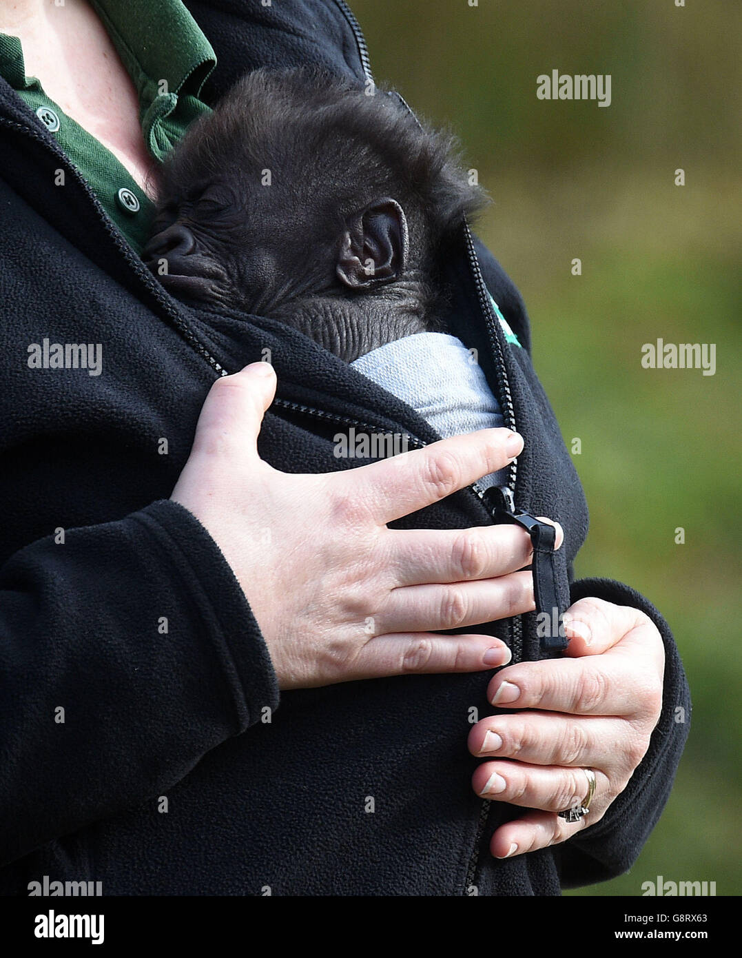 Il gorilla Afia, bambino di sette settimane dello zoo di Bristol, nato dalla sezione cesarean di emergenza, emerge per la prima volta all'esterno in un'imbragatura indossata dal suo guardiano Lynsey Bugg, assistente curatore dei mammiferi. Foto Stock