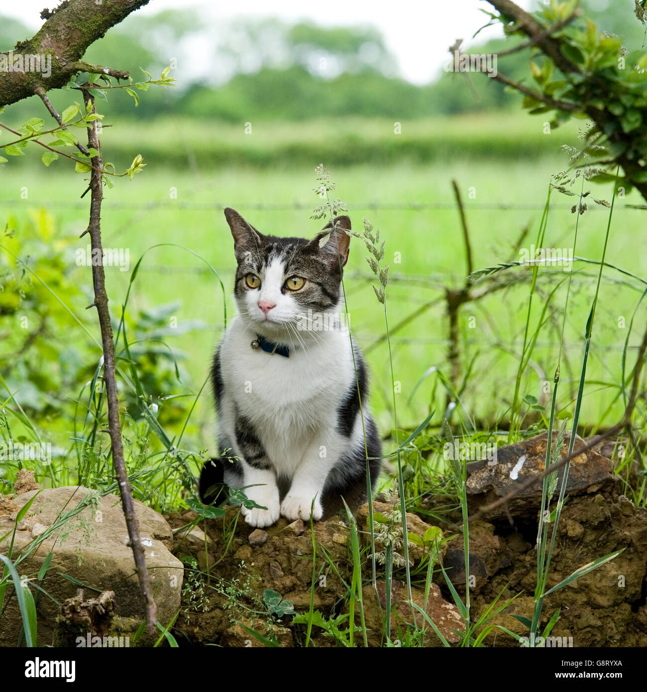 Gatto seduto in erba Foto Stock