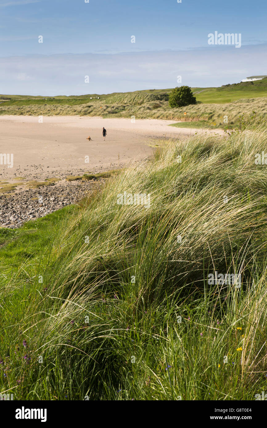 Irlanda, Co Sligo Strandhill, Culleenamore Strand, uomo cane a camminare sulla spiaggia con la bassa marea Foto Stock