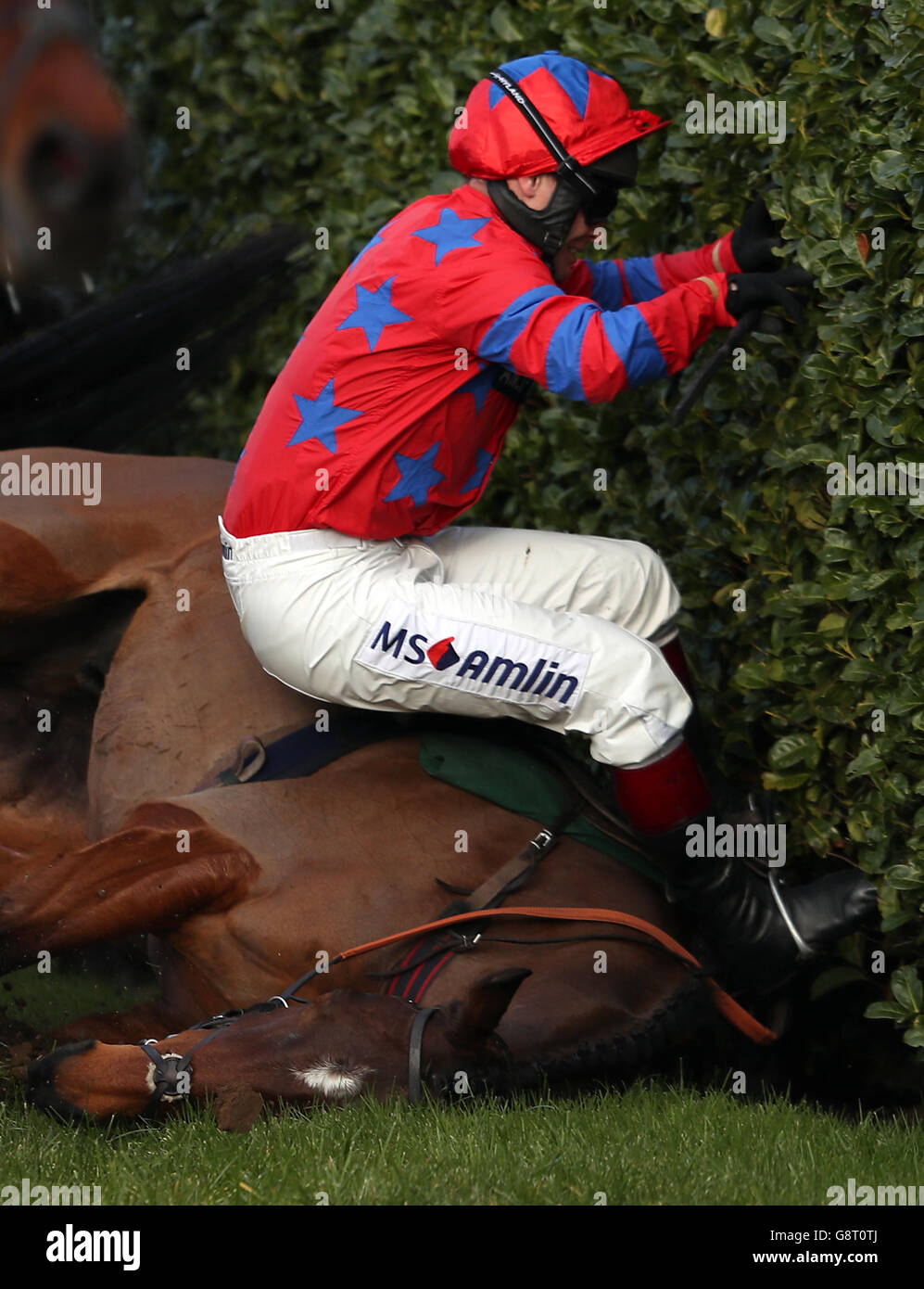 Re Balthazar guidato dal fantino Richard Johnson cade durante il Glenfarclas Chase durante il Ladies Day del Cheltenham Festival 2016 all'ippodromo di Cheltenham. Foto Stock