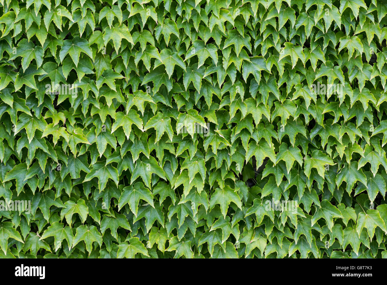 La parete ricoperta con foglie d'edera - sfondo foglia Foto Stock