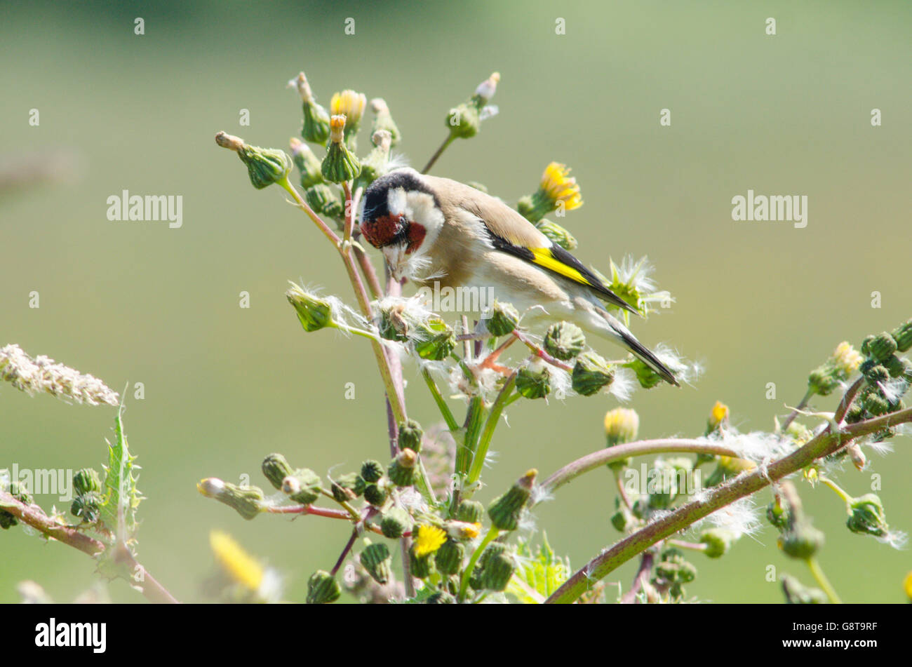 Cardellino [Carduelis carduelis] alimentazione su thistle semi. Norfolk, Regno Unito. Giugno Foto Stock