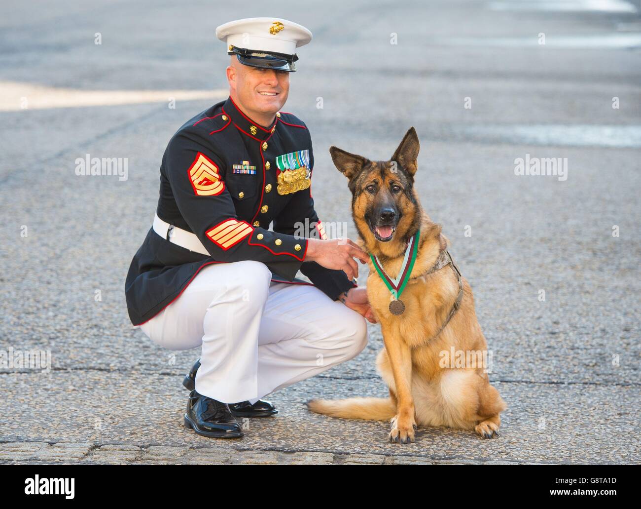 Pensò il cane del corpo dei Marine degli Stati Uniti Lucca con il suo proprietario Gunnery Sergeant Chris Willingham, dopo che le fu assegnata la medaglia PDSA Dickin - l'equivalente animale della Victoria Cross - in una cerimonia a Wellington Barracks a Londra. Foto Stock
