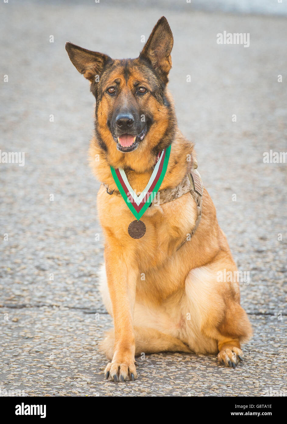 Pensò il cane del corpo dei Marine degli Stati Uniti Lucca dopo che le fu assegnata la medaglia PDSA Dickin - l'equivalente animale della Victoria Cross - in una cerimonia a Wellington Barracks a Londra. Foto Stock