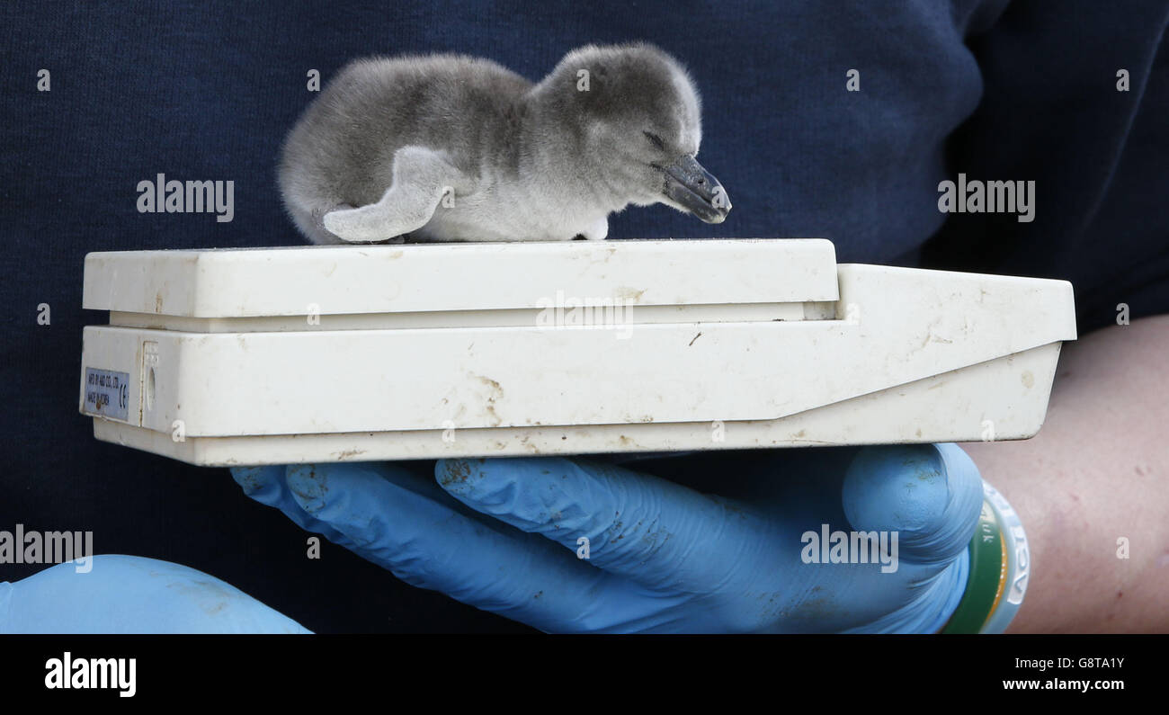 I custodi dello zoo controllano il Frazzle, un pulcino di un giorno di un pinguino di Humboldt appena schiusa allo zoo di Chester, hanno chiamato i pulcini di recente schiusa dopo i nomi dei patiti. Foto Stock