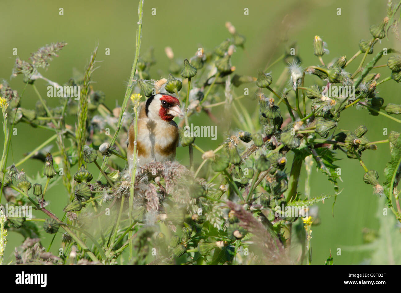 Cardellino [Carduelis carduelis] alimentazione su thistle semi. Norfolk, Regno Unito. Giugno Foto Stock