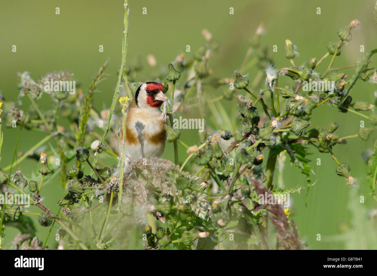 Cardellino [Carduelis carduelis] alimentazione su thistle semi. Norfolk, Regno Unito. Giugno Foto Stock
