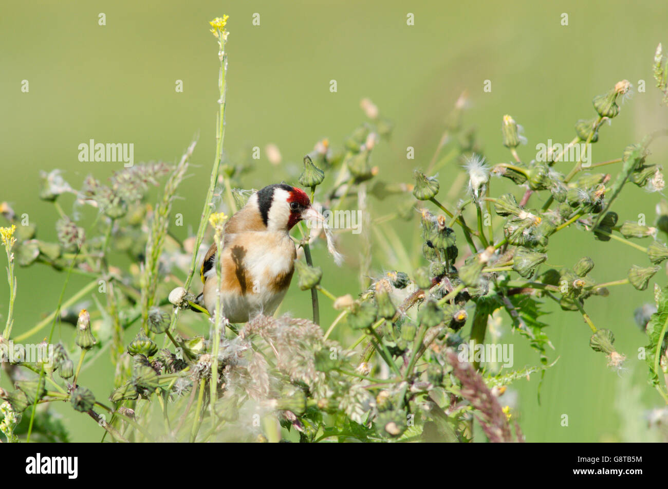 Cardellino [Carduelis carduelis] alimentazione su thistle semi. Norfolk, Regno Unito. Giugno Foto Stock