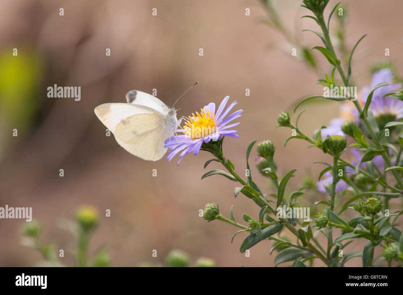 Alimentazione a farfalla sul fiore viola con il polline giallo con gemme non aperti in background Foto Stock