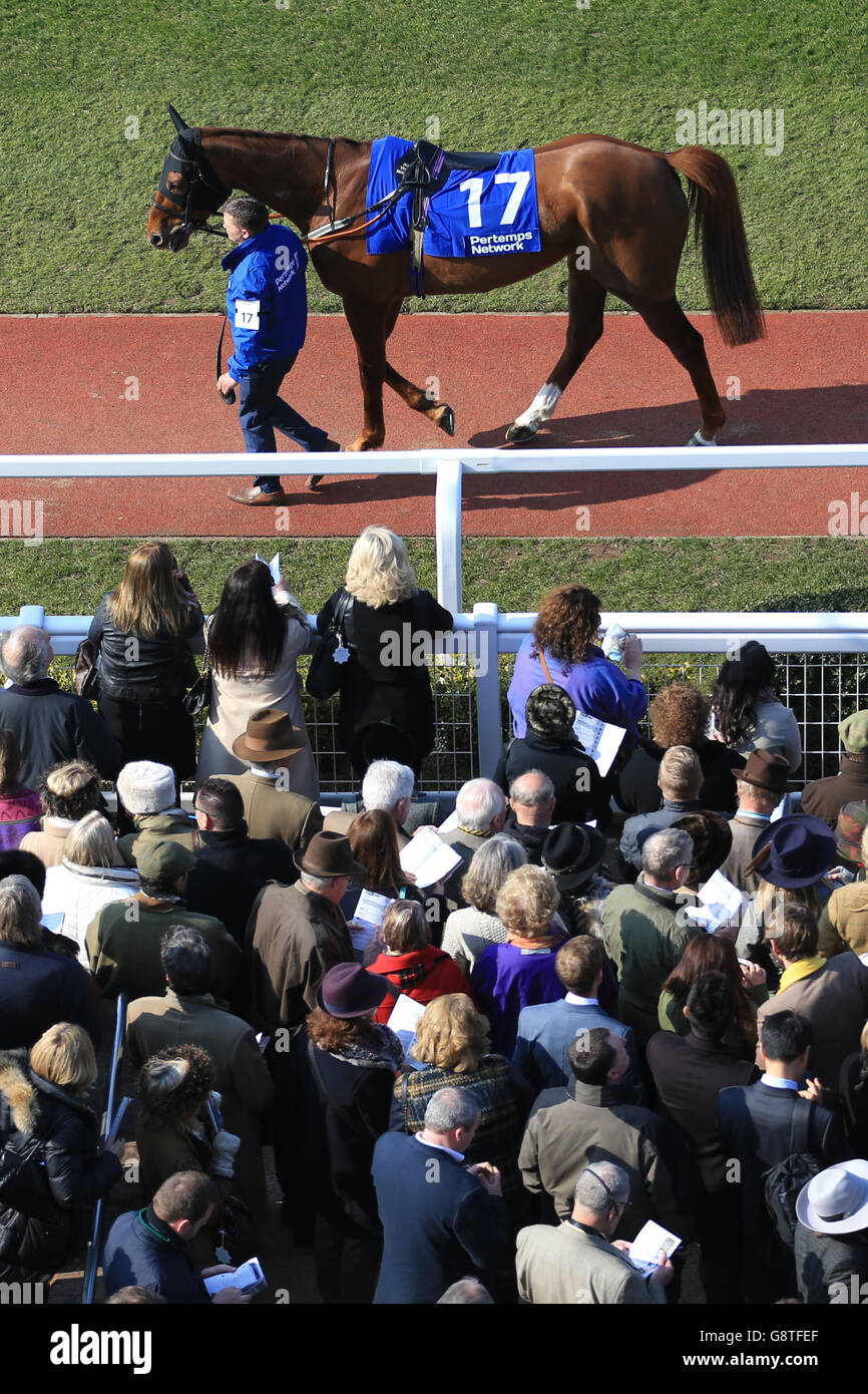 I cavalli camminano dalla folla nell'anello della parata durante il Giovedi di San Patrizio al Cheltenham Festival 2016 all'Ippodromo di Cheltenham. Foto Stock