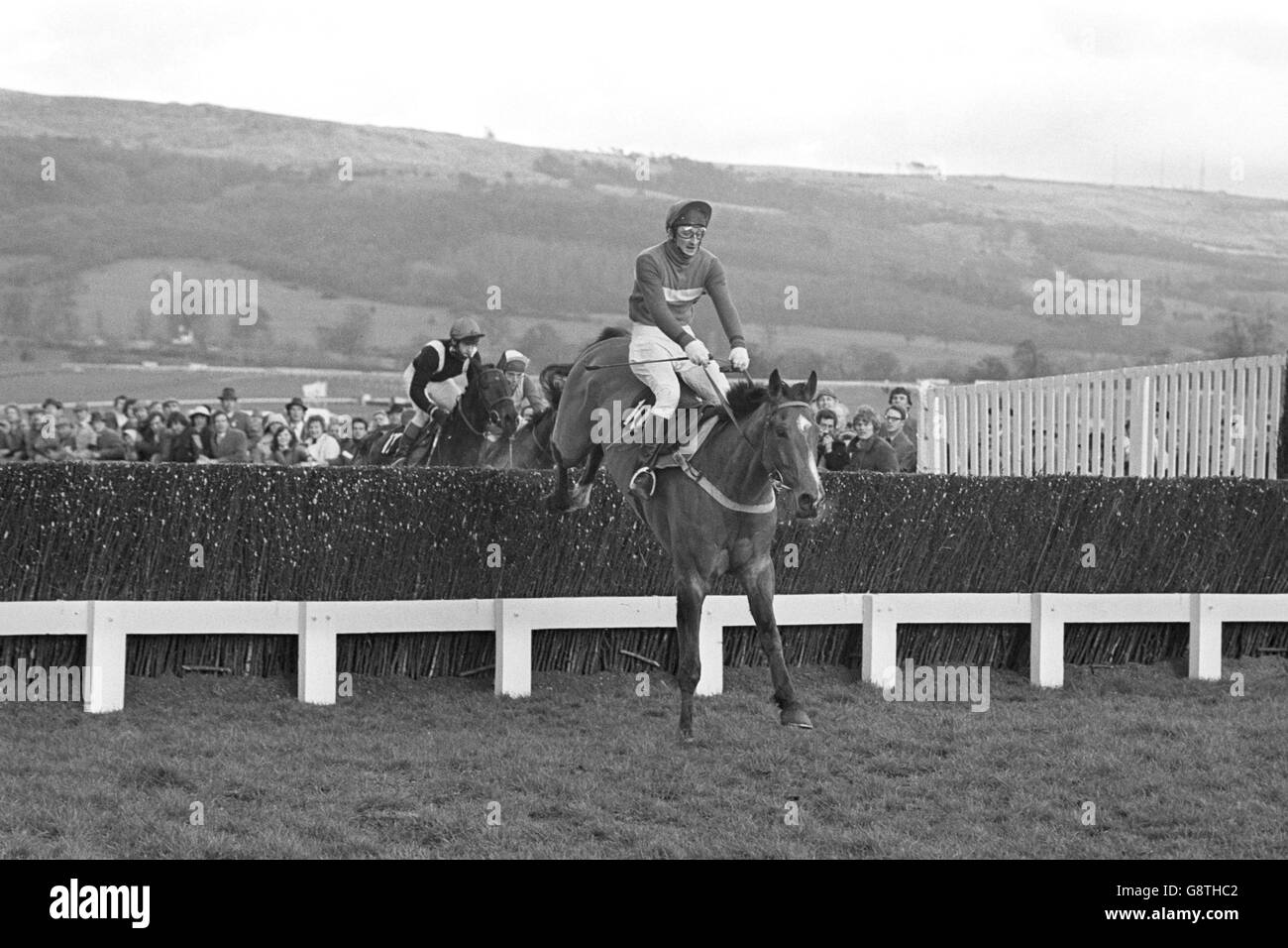 Tote Cheltenham Gold Cup Steeple Chase Foto Stock