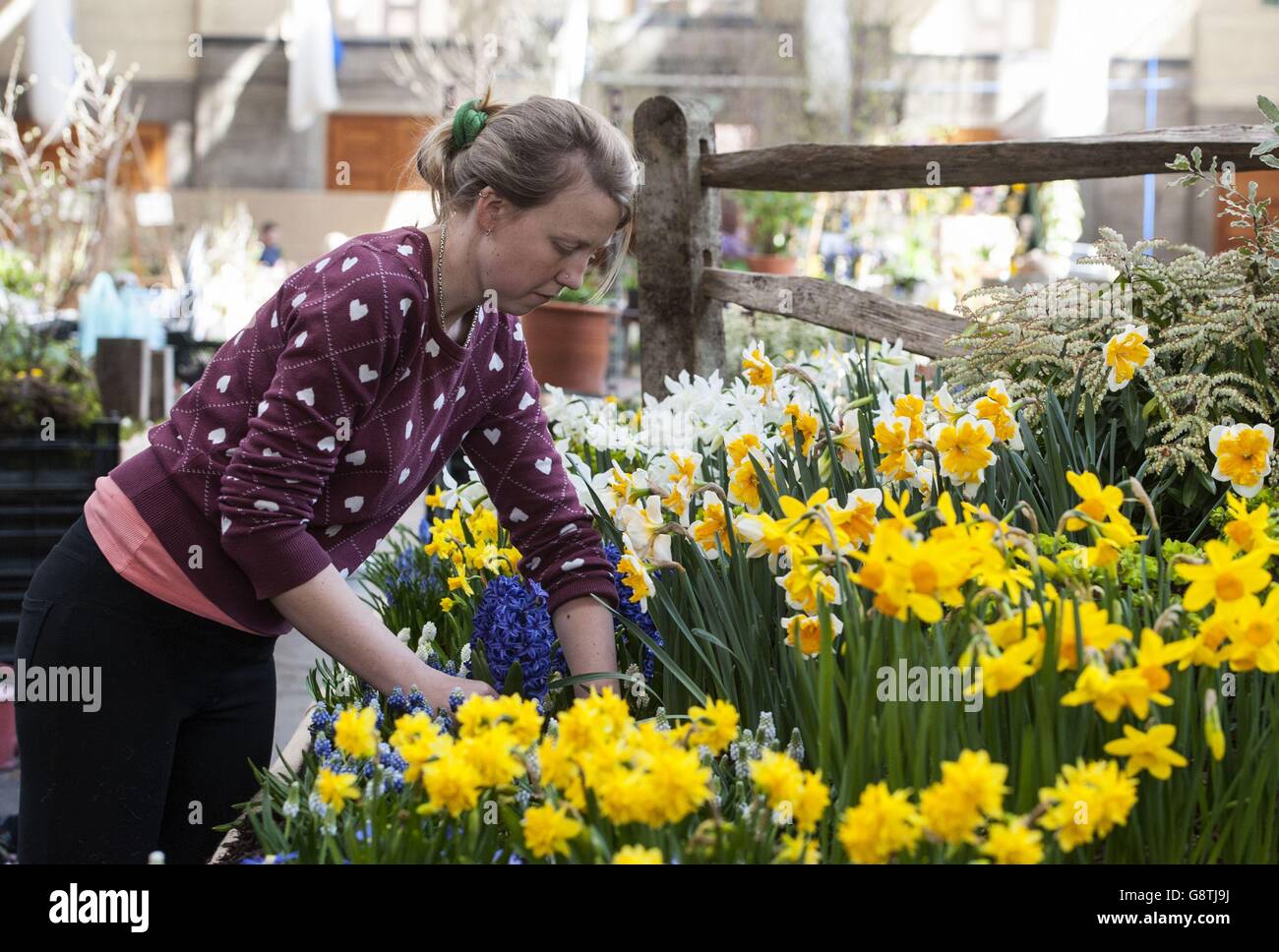 Un espositore organizza i fiori davanti al RHS London Spring Plant Extravaganza, che ospita il RHS Orchid Show presso le sale orticole RHS di Londra. Foto Stock