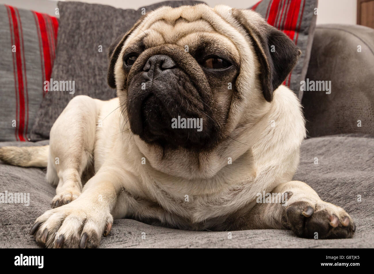 Un cane pug posa su un divano grigio Foto Stock