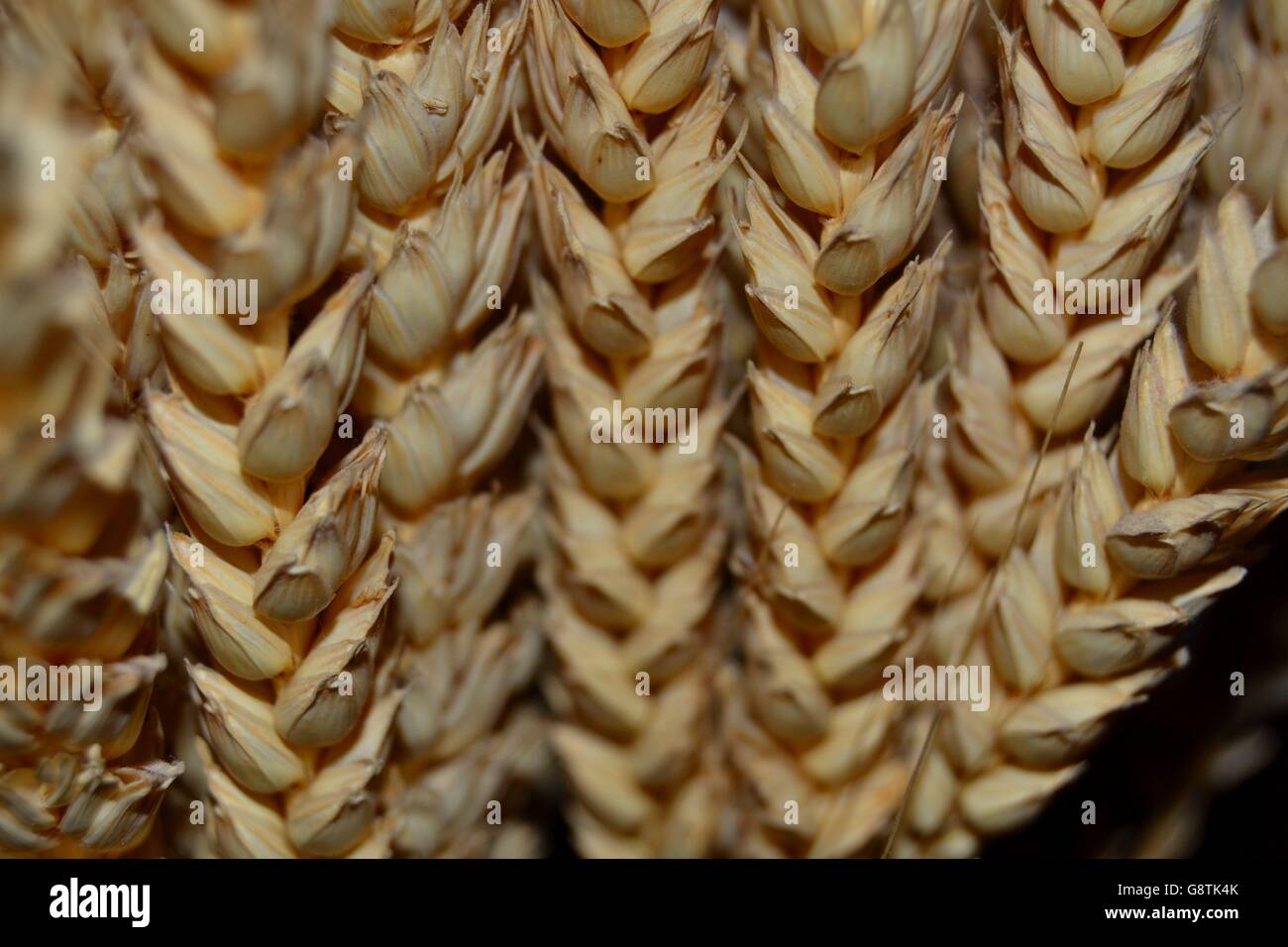 Covoni di grano Foto Stock