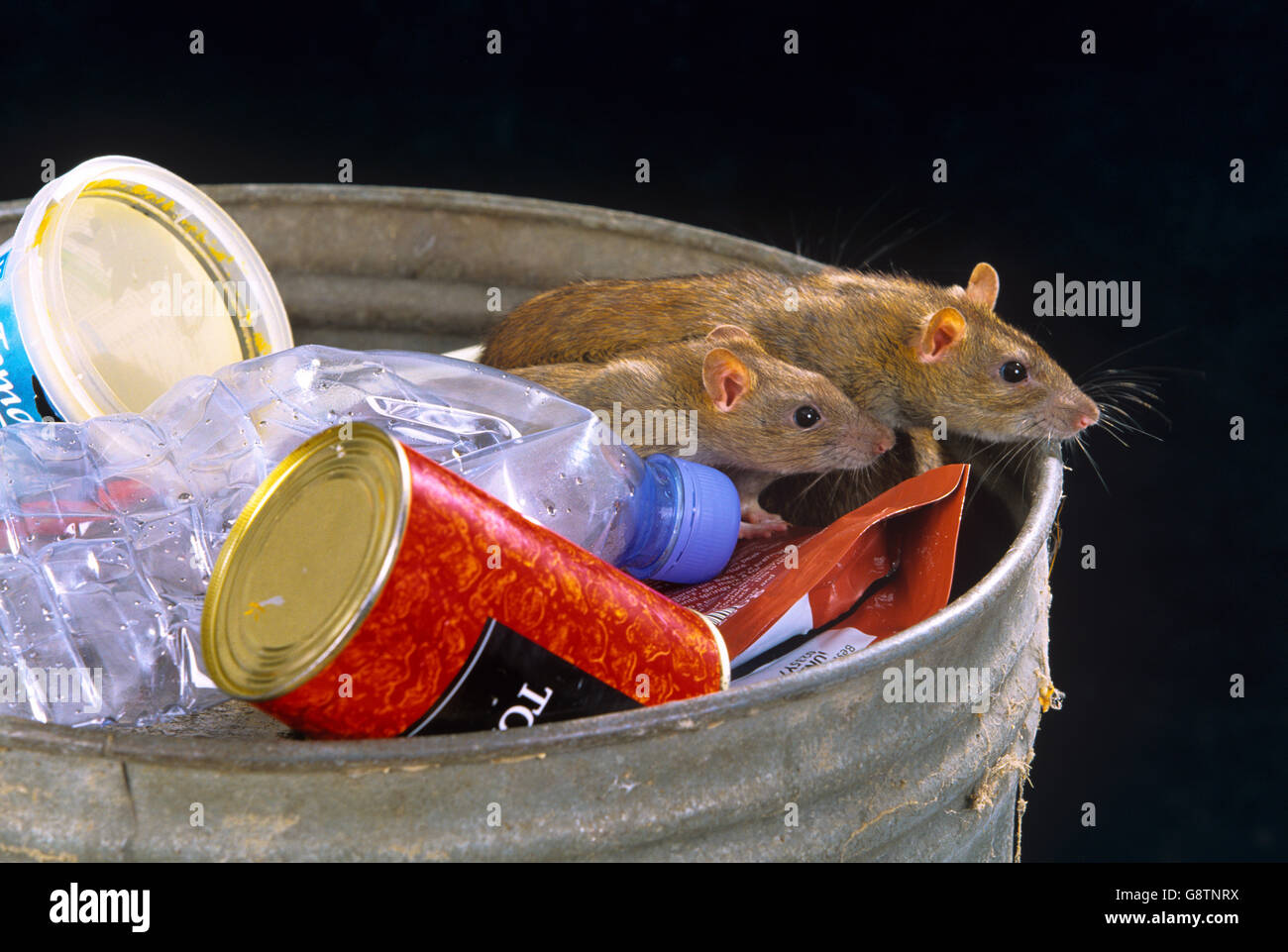 Brown ratti Rattus norvegicus approfittando di scartato cibo nei pressi di cibo take away uscita in ambiente urbano Foto Stock