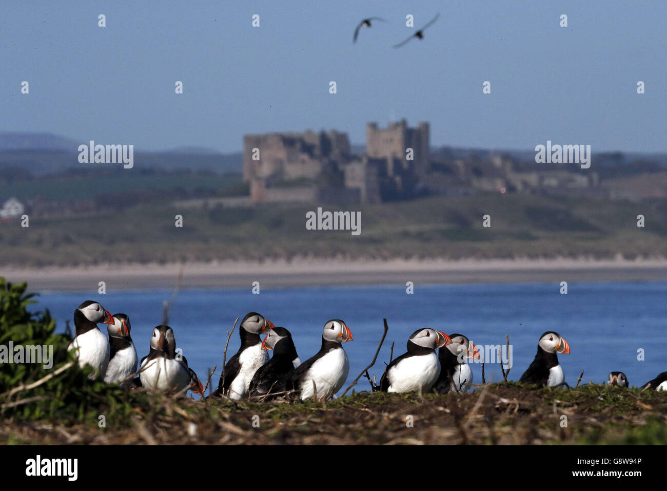 Le pulcinelle si uniscono agli shag e agli uccelli Guillemot sulle isole Farne, appena fuori dalla costa del Northumberland, per l'inizio della stagione delle breading. Foto Stock