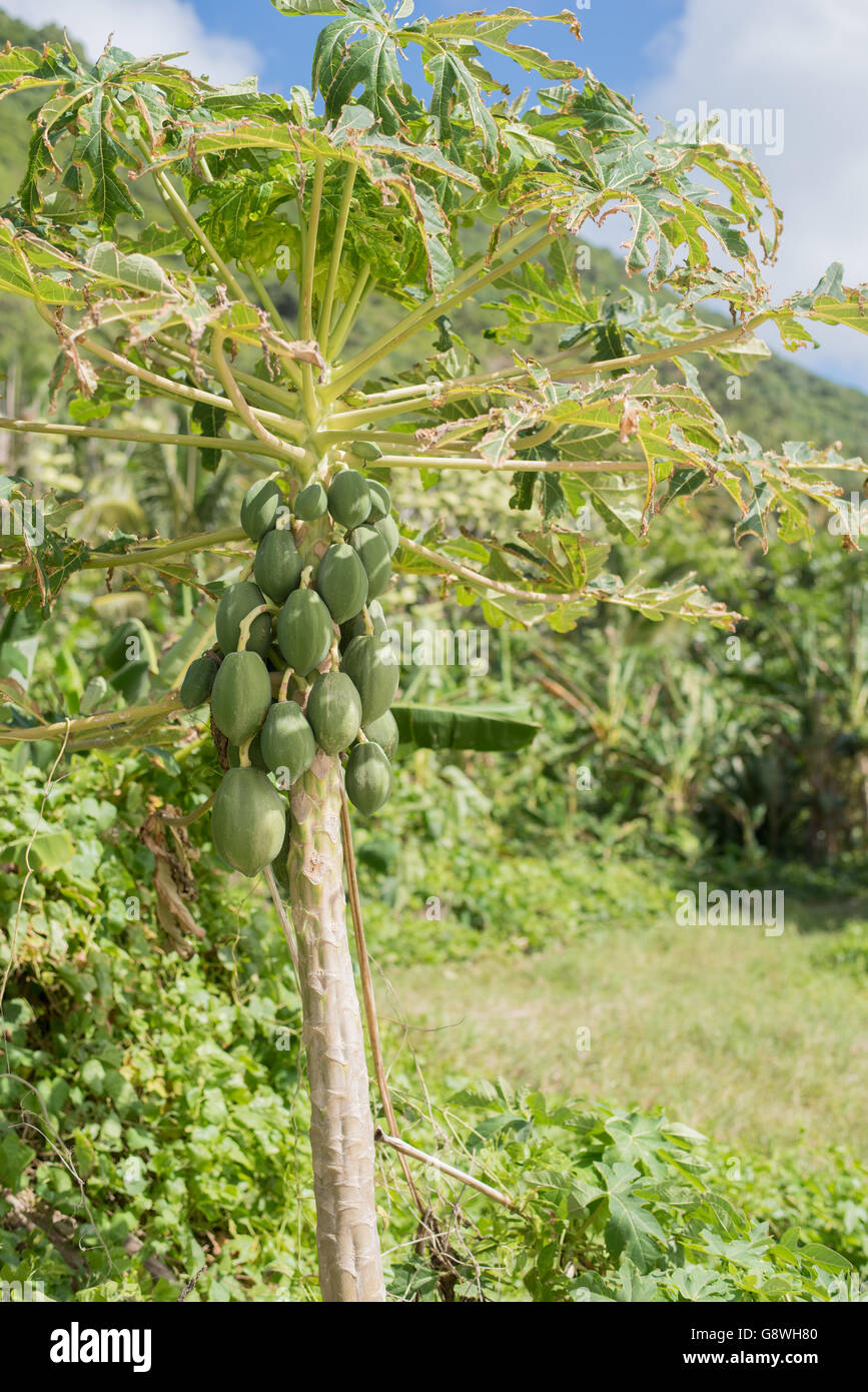 Albero di papaia con frutti durante una giornata di sole Foto Stock