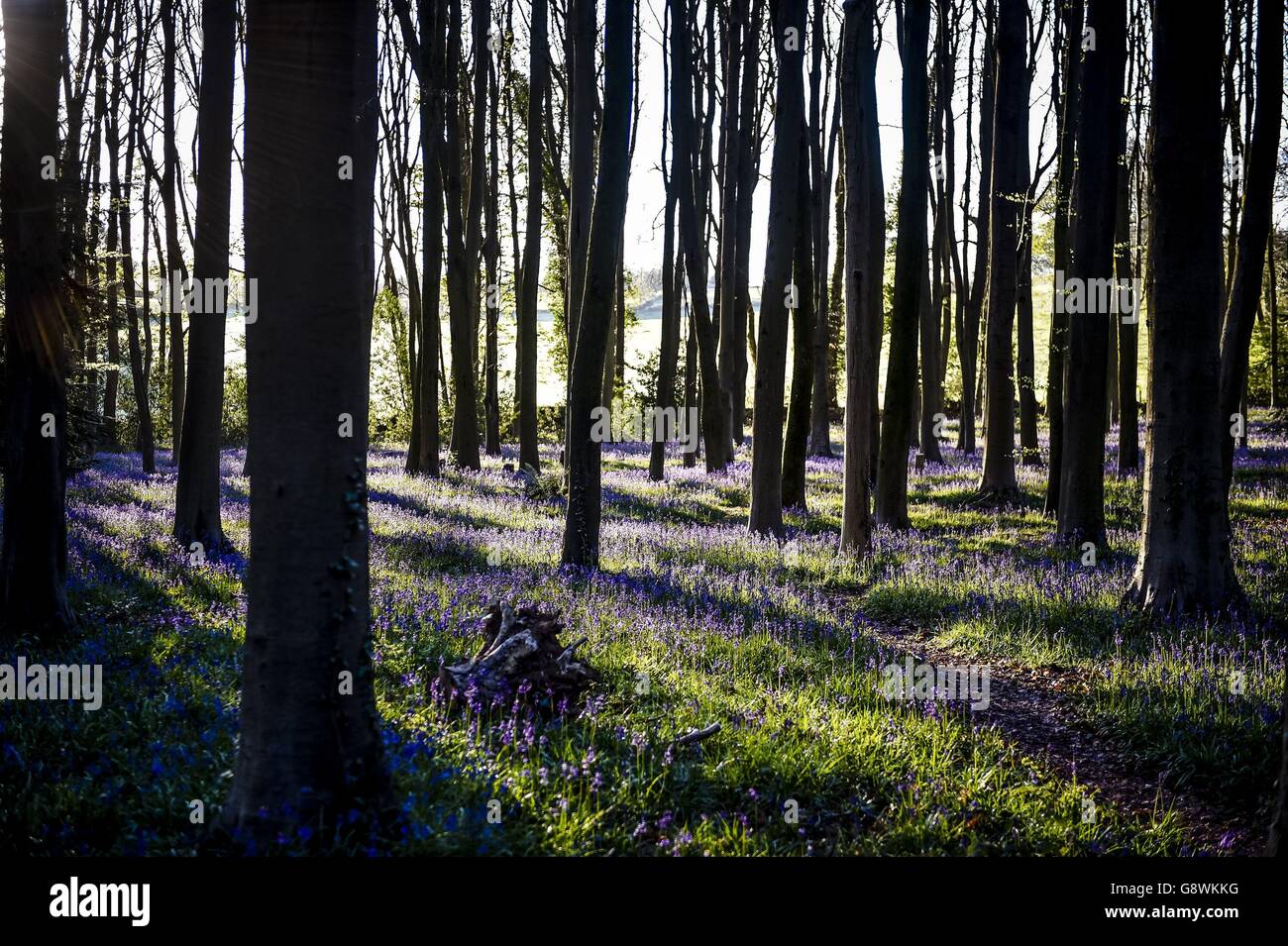 Un tappeto di bluebells all'alba nei boschi vicino a Cleeve, Somerset Nord. Foto Stock