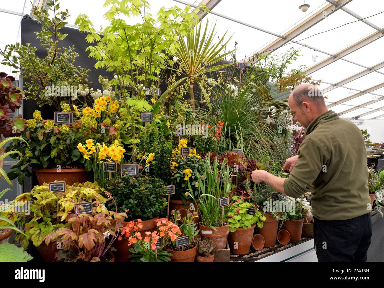 Dean Lockwood, di Plant Heritage, prepara il suo stand durante la giornata di allestimento all'Harrogate Spring Flower Show, North Yorkshire. Foto Stock