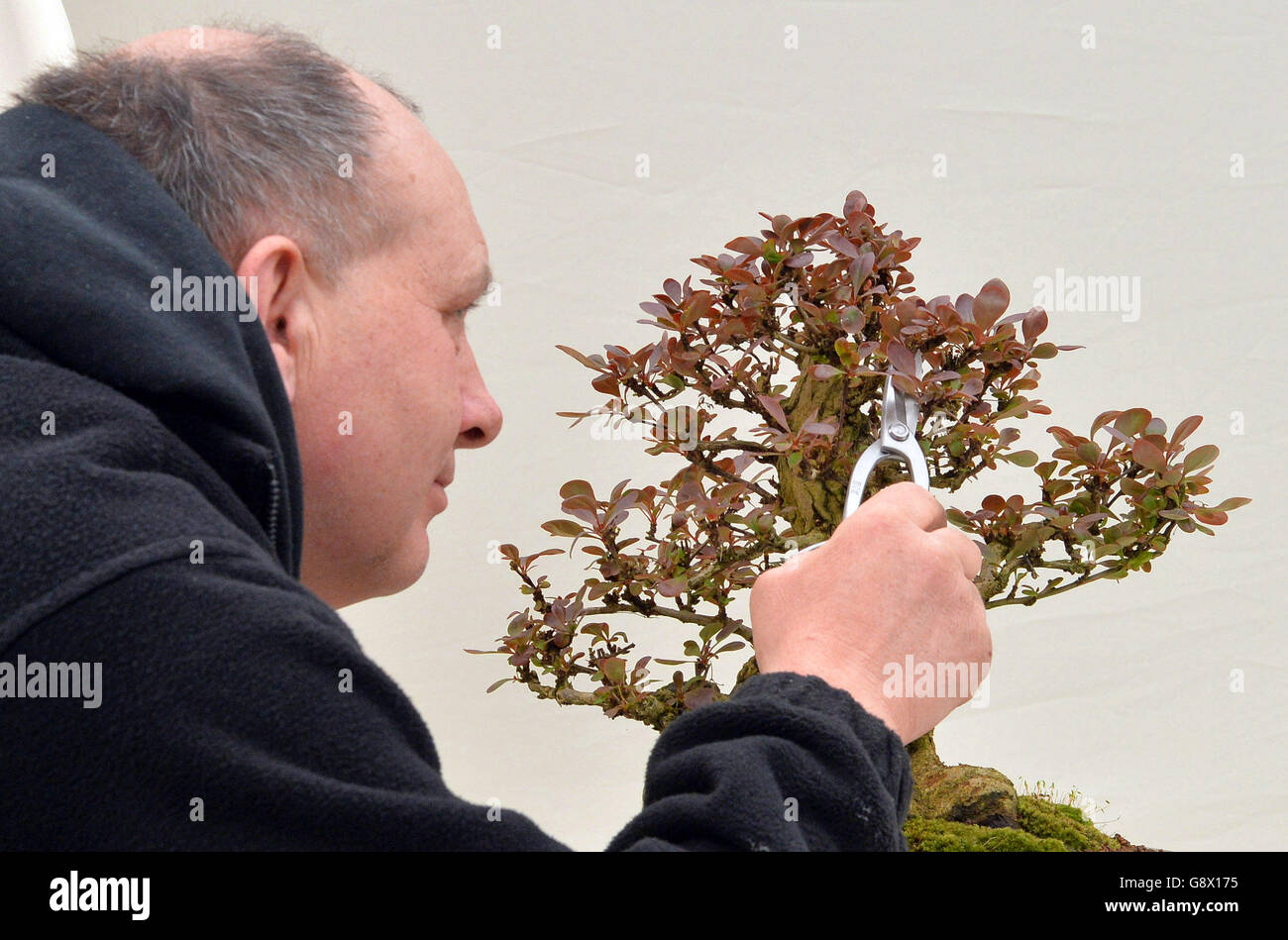 Dave Nicholson, dal Derbyshire, Bonsai pota una pianta durante la giornata di allestimento all'Harrogate Spring Flower Show, North Yorkshire. Foto Stock