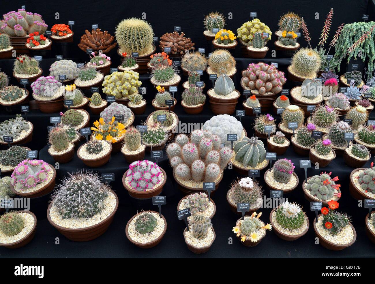 Piante di Cactus in mostra durante la giornata di staging all'Harrogate Spring Flower Show, North Yorkshire. Foto Stock