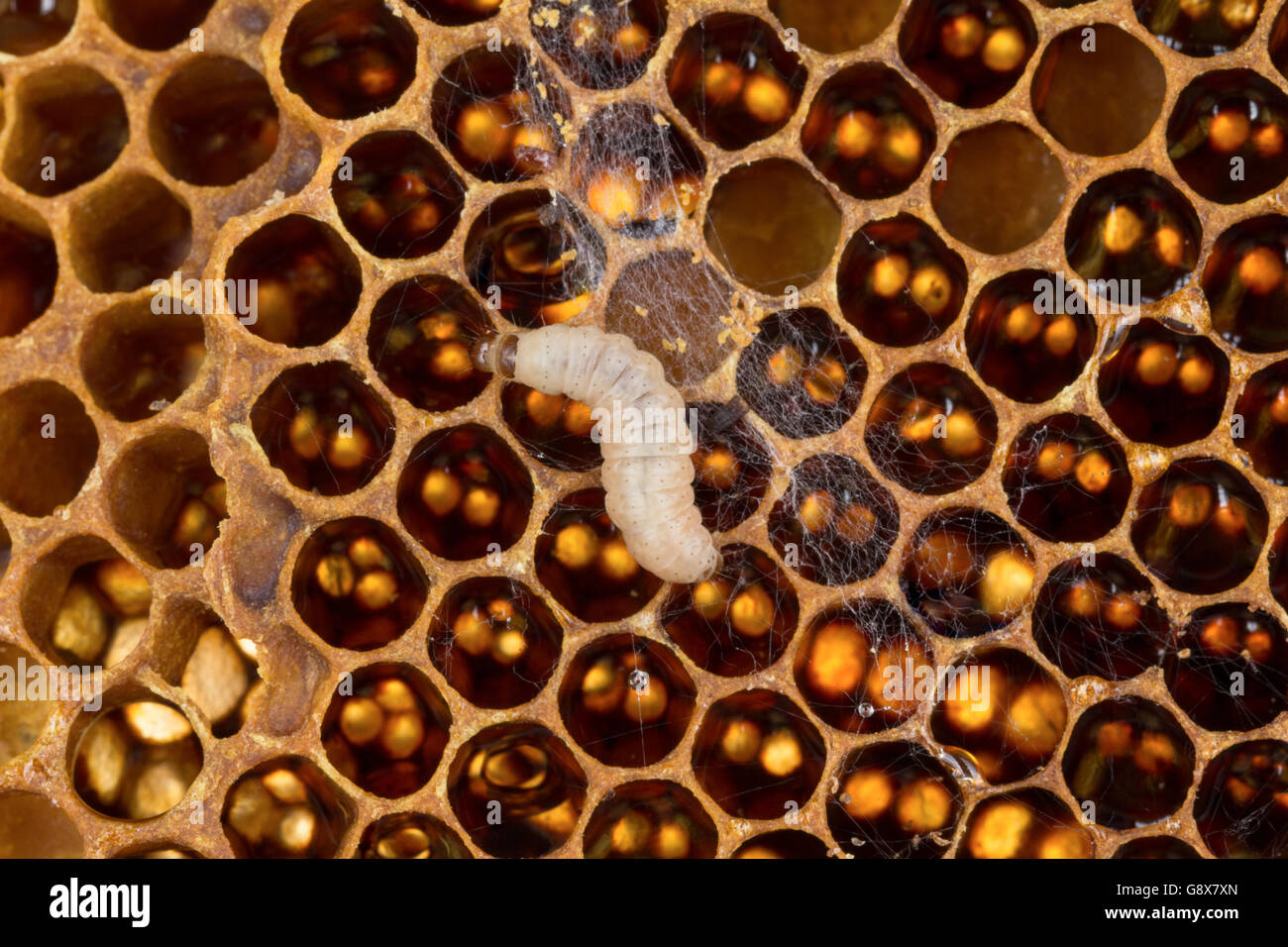 Chiudere uo di tarma della cera larve sul pettine di covata con le feci e  nastro Foto stock - Alamy