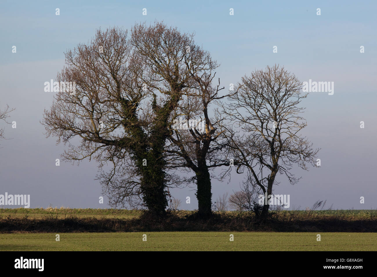 Alberi di quercia (Quercus robur). Coperta da edera (Hedera helix). Campo di seminativi e sulla skyline. Foto Stock