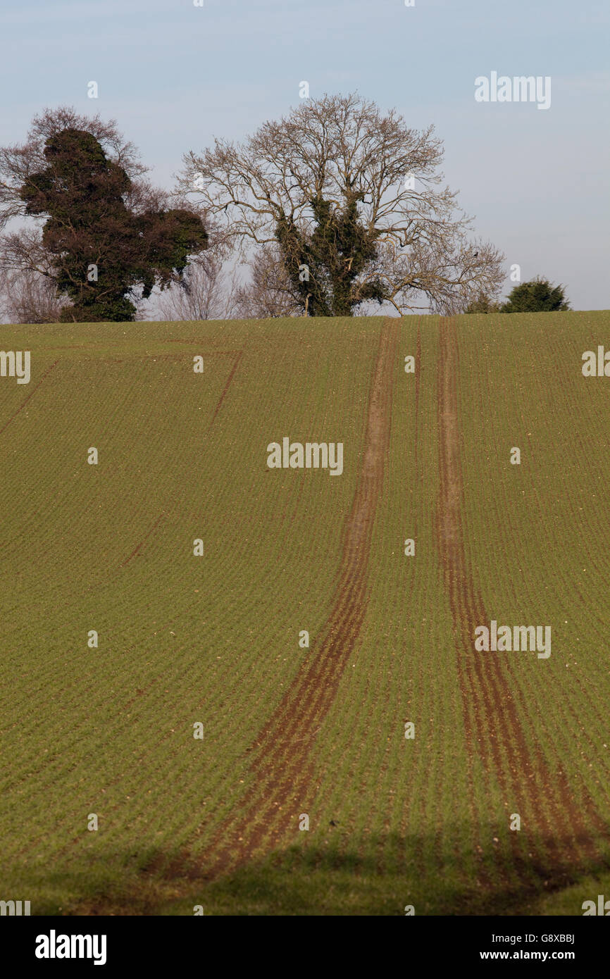 Alberi di quercia (Quercus robur). Coperta da edera (Hedera helix). Dietro ondulato campo arabile e sulla skyline. Foto Stock