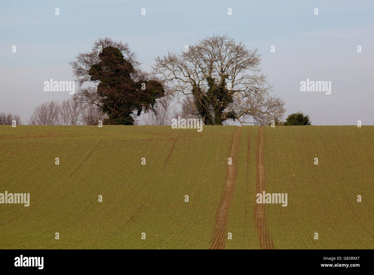 Alberi di quercia (Quercus robur). Coperta da edera (Hedera helix). Campo di seminativi in primo piano, accesso tracciafile per la gestione delle colture di veicoli. Foto Stock