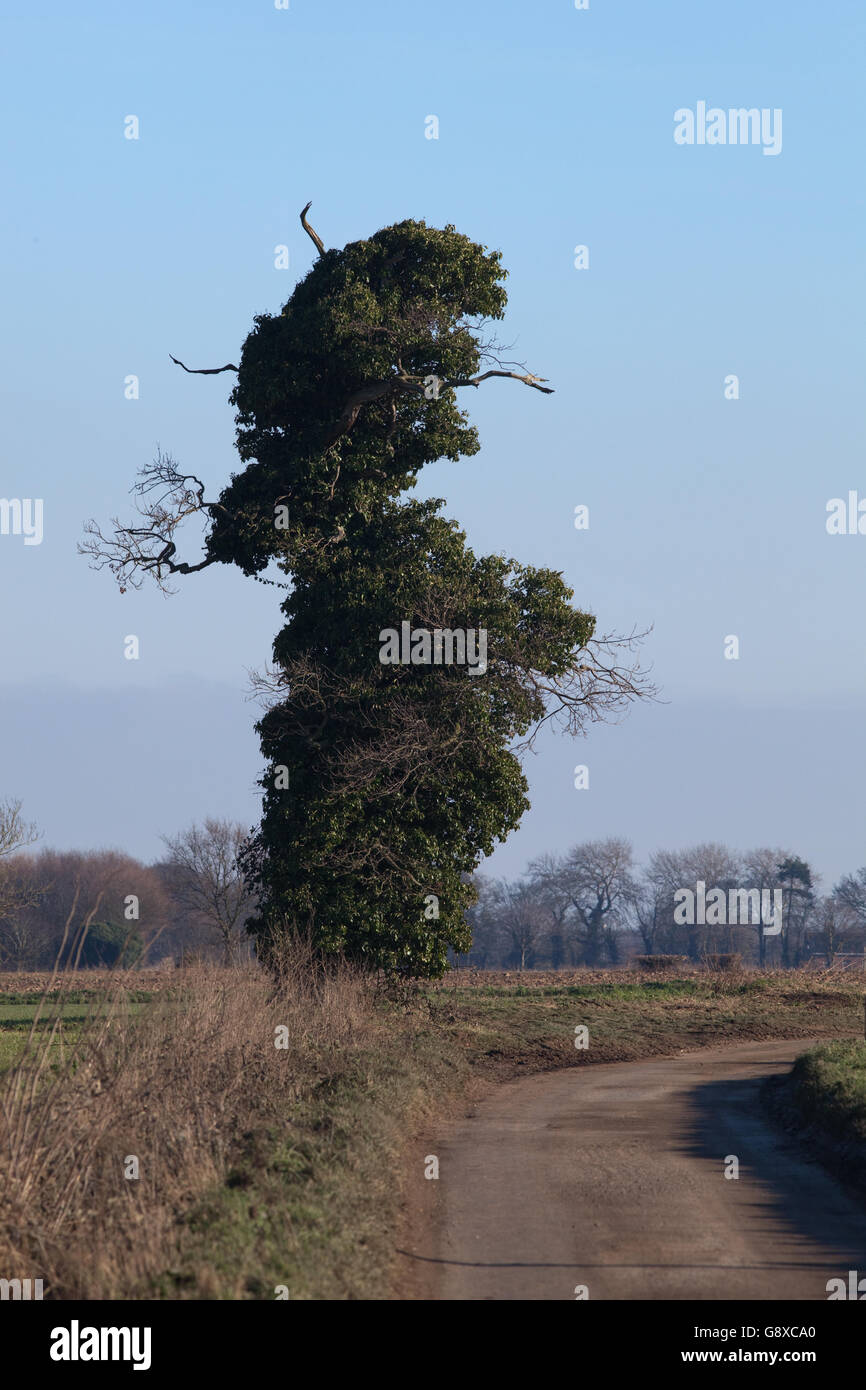 Rovere (Quercus robur). Anziani 'stagshorn' albero, ricoperta da edera (Hedera helix). Localmente chiamato 'Mr. Punzone. Foto Stock