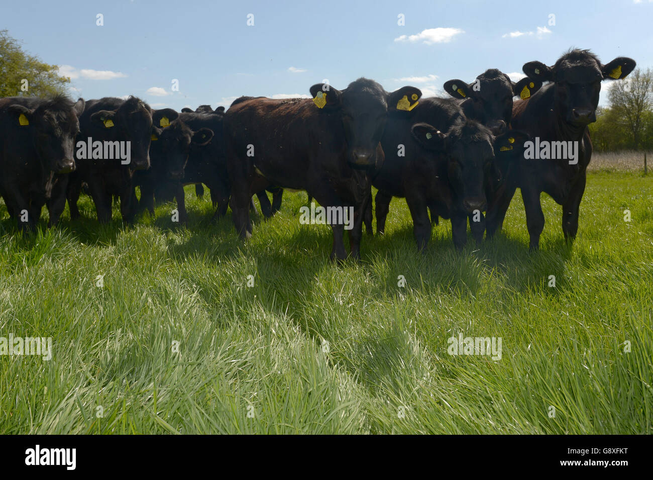 s ha collaborato con gli sviluppatori di tecnologie, i giovani agricoltori progressisti e gli esperti alimentari di tutte le industrie alimentari e agricole per dare ai consumatori l'accesso a parti della sua famosa catena di fornitura che sono solitamente fuori portata, utilizzando la realtà virtuale più recente. Vedere la storia PA CONSUMATORI McDonalds. Il credito fotografico dovrebbe essere: Anthony Devlin/PA Wire Foto Stock