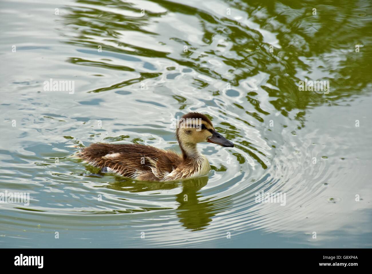 Un giovane anatroccolo nuoto attraverso un lago Foto Stock