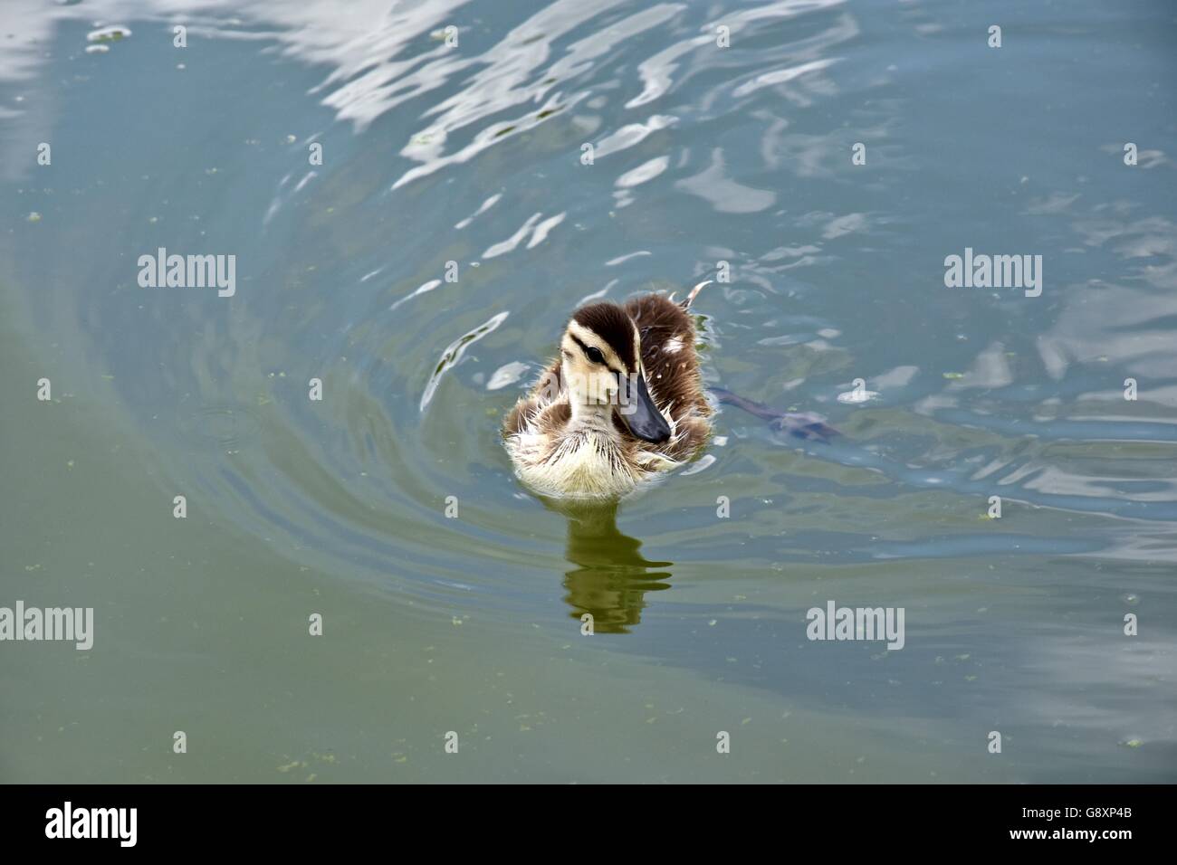 Un giovane anatroccolo nuoto attraverso un lago Foto Stock