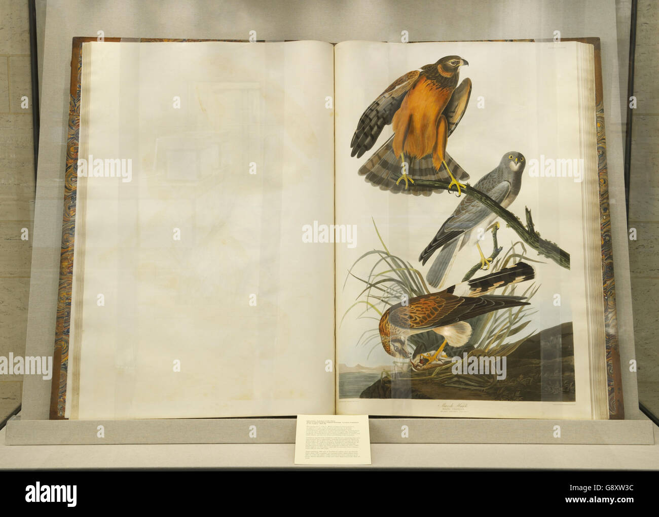 Uccelli d'America di John James Audubon, 1827. Aperto alla pagina con il falco paludoso Foto Stock