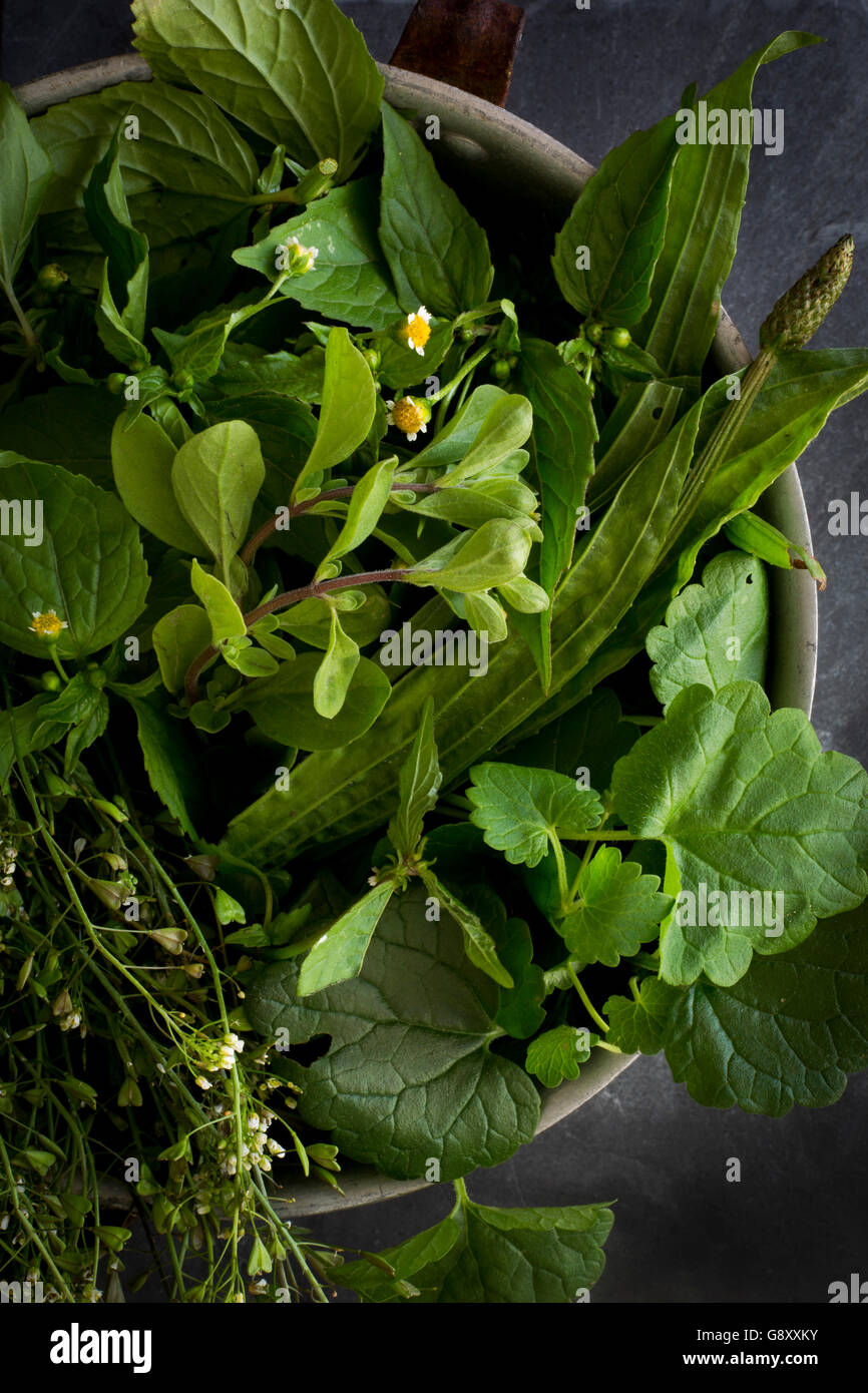 Erbe selvatiche in scolapasta sulla scheda di ardesia. Vista superiore Foto Stock