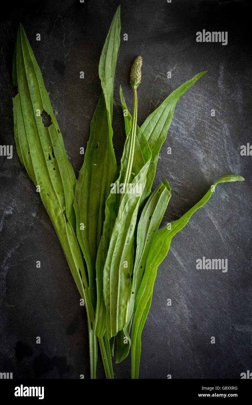 Erbe selvatiche sulla scheda di ardesia. Vista superiore Foto Stock