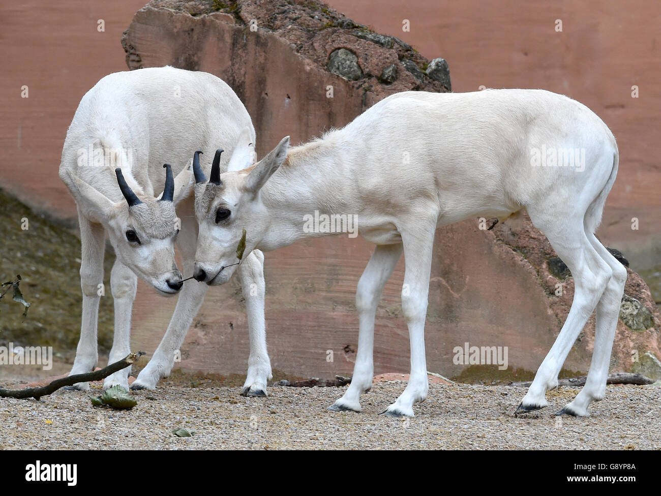 Hannover, Germania. Il 30 giugno, 2016. Due giovani bianco deserto Addax antilopi stand nel contenitore esterno allo zoo di Hannover, Germania, 30 giugno 2016. In totale due baby antilopi sono nati nel giardino zoologico a metà maggio. In Africa la loro regione di origine la Barwa sono criticamente minacciata di estinzione. Solo tre animali di questa specie potrebbe essere scoperto durante questo anno di ricerca sul terreno e dall'aria a sud del Sahara. Foto: Holger Hollemann/dpa/Alamy Live News Foto Stock