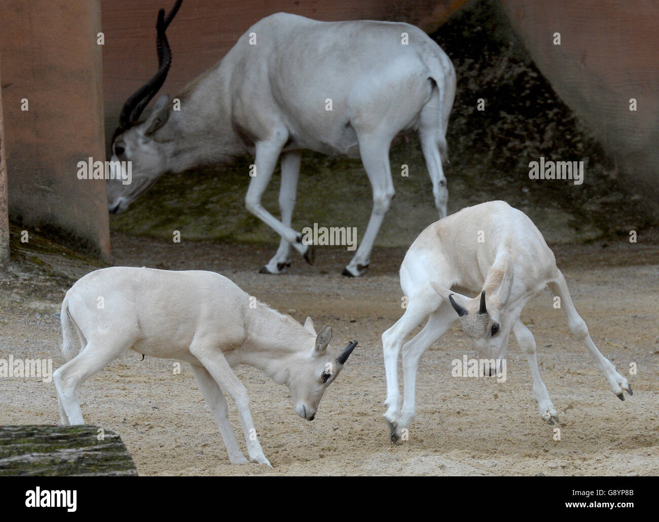 Hannover, Germania. Il 30 giugno, 2016. Due giovani bianco deserto Addax antilopi giocare nel contenitore esterno allo zoo di Hannover, Germania, 30 giugno 2016. In totale due baby antilopi sono nati nel giardino zoologico a metà maggio. In Africa la loro regione di origine la Barwa sono criticamente minacciata di estinzione. Solo tre animali di questa specie potrebbe essere scoperto durante questo anno di ricerca sul terreno e dall'aria a sud del Sahara. Foto: Holger Hollemann/dpa/Alamy Live News Foto Stock