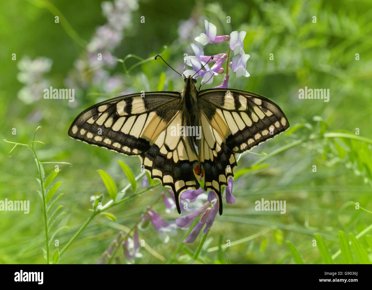 Machaon farfalla sul fiore selvatico Foto Stock