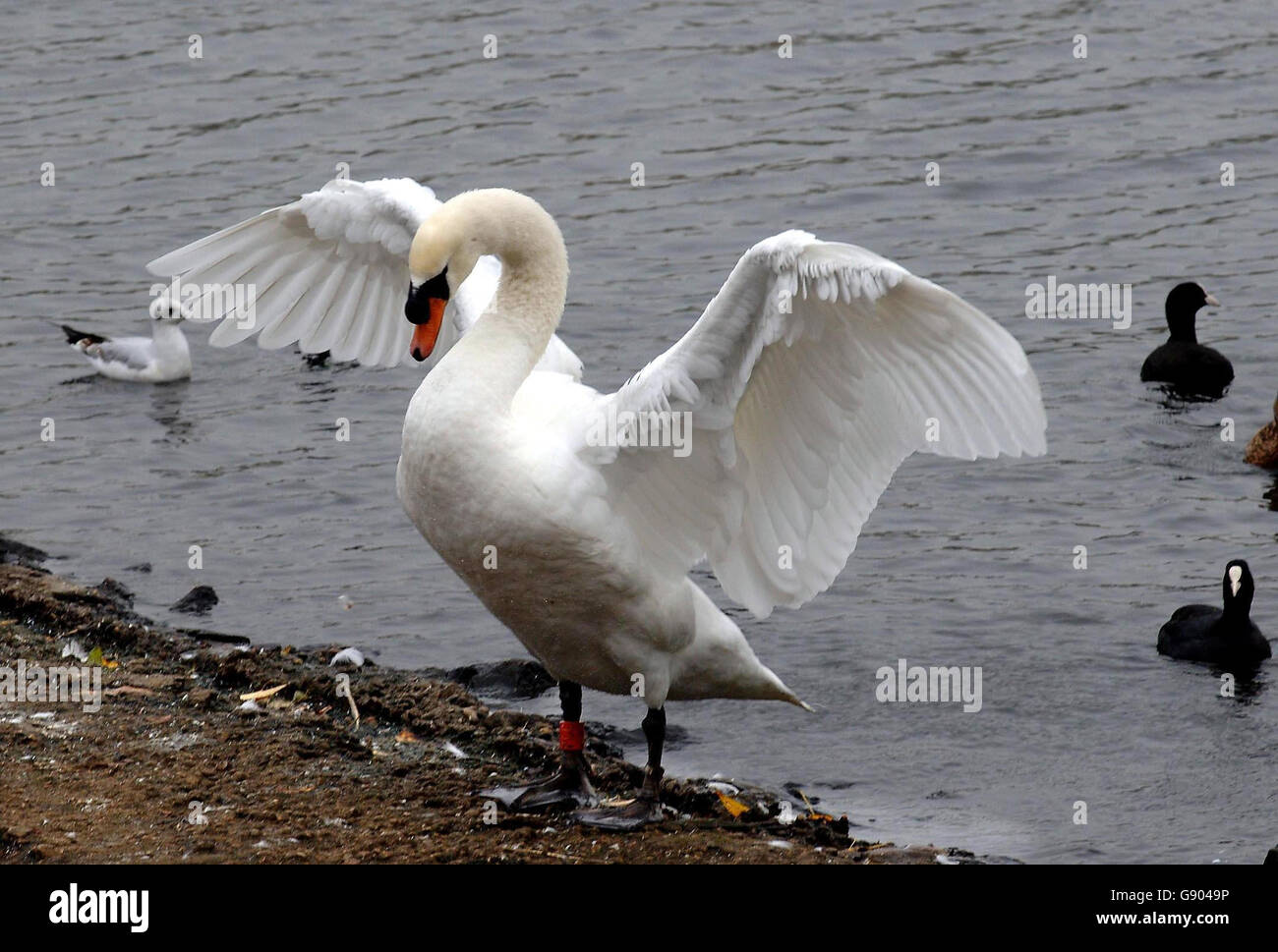 Influenza aviaria salute Foto Stock