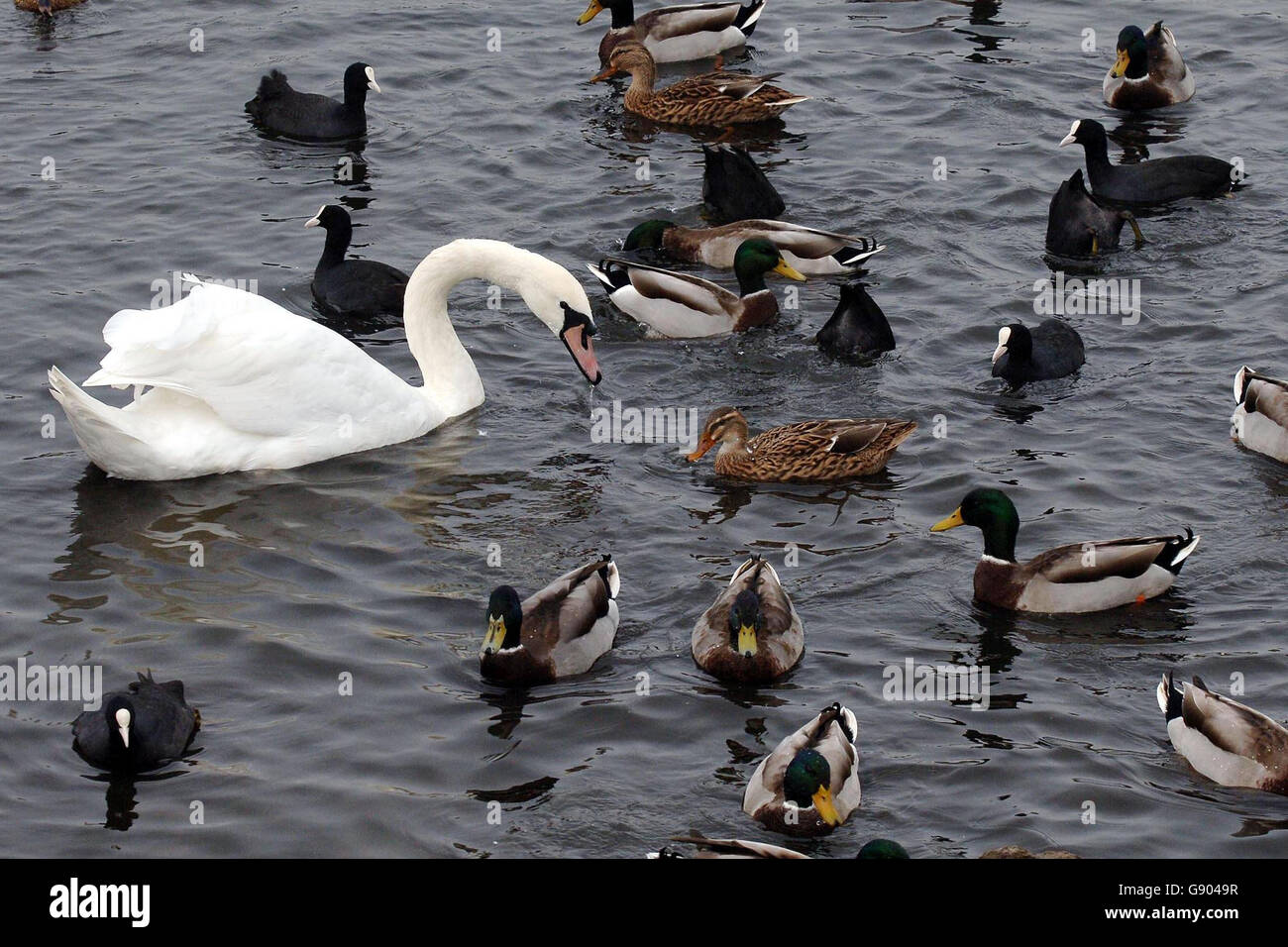 Influenza aviaria salute Foto Stock