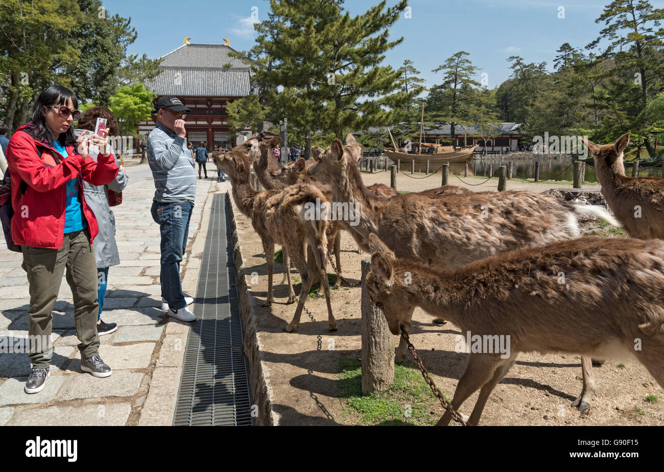 I turisti scattare foto di tame cervi sika Todaiji esterno (Tempio di Todai-ji Tempio), Nara, Giappone Foto Stock