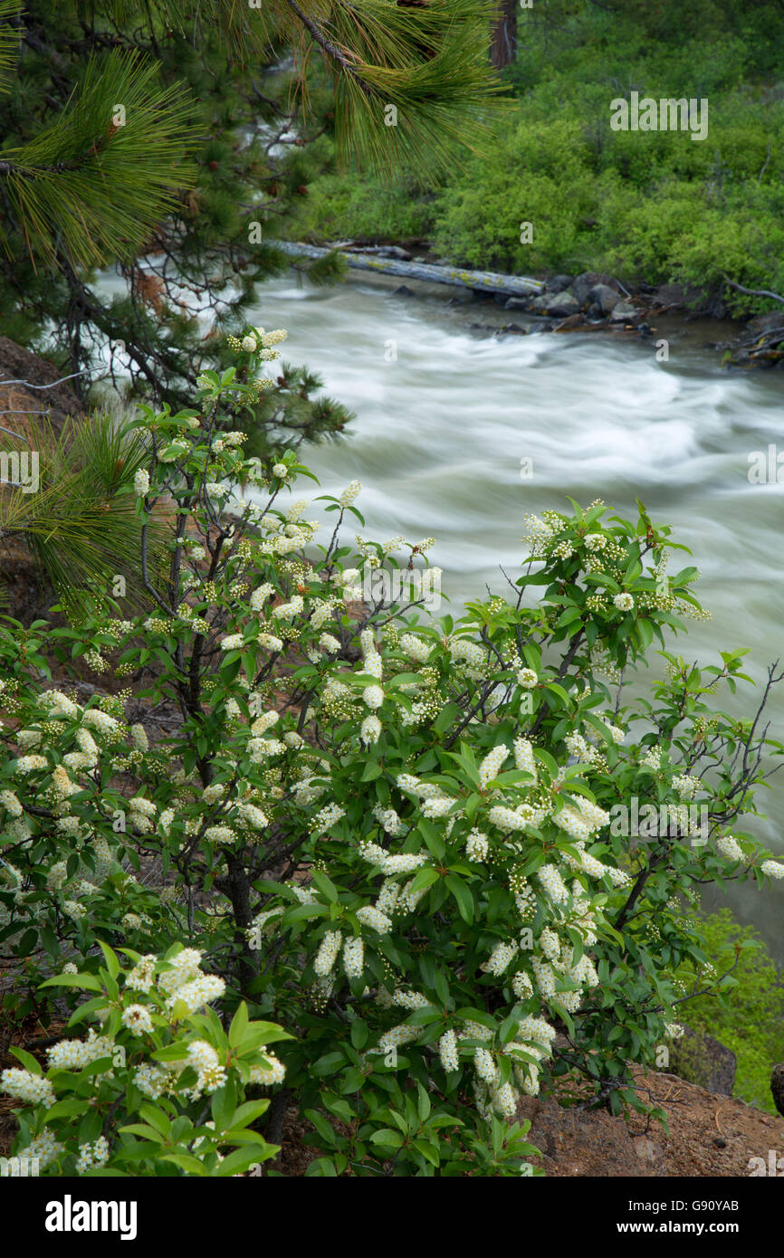 Dillon cade con chokecherry lungo il fiume Deschutes Trail, Deschutes paesaggistico e selvaggio fiume Deschutes National Forest, Oregon Foto Stock