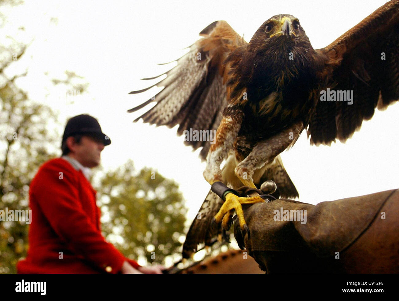 Alice, un Harris Hawk di 8 mesi, si unisce alla caccia alla foresta di Cheshire mentre partiscono da Belmont Hall, Great Budworth a Cheshire, sabato 5 novembre 2005, all'inizio tradizionale della stagione di caccia. Vedi PA Storia POLITICA Caccia. PREMERE ASSOCIAZIONE foto. Il credito fotografico dovrebbe essere: Phil Noble/PA Foto Stock