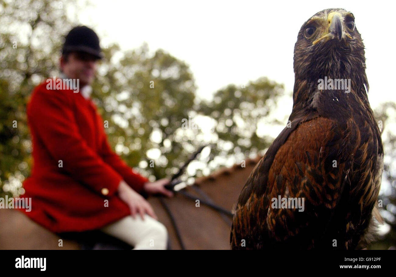 Alice, un Harris Hawk di 8 mesi, si unisce alla caccia alla foresta di Cheshire mentre partiscono da Belmont Hall, Great Budworth a Cheshire, sabato 5 novembre 2005, all'inizio tradizionale della stagione di caccia. Vedi PA Storia POLITICA Caccia. PREMERE ASSOCIAZIONE foto. Il credito fotografico dovrebbe essere: Phil Noble/PA Foto Stock