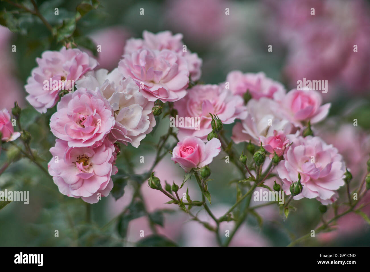 Cluster di rose rosa rose close up Foto Stock